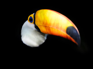 Exotic toucan bird emerging from dark background.