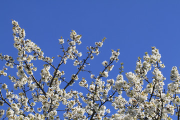 apple flowers background