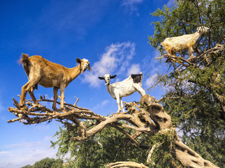 Goats in Trees © LASTlightPhotography