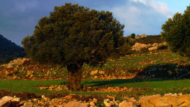 Royalty Free Stock Video Footage panorama of a pastoral hillside shot in Israel at 4k with Red.