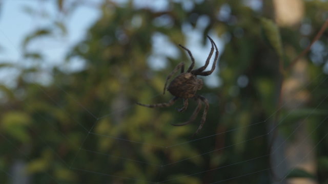 Big spider in Dandong China.