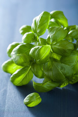 fresh basil leaves herb over blue background