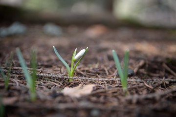 snowdrops in nature