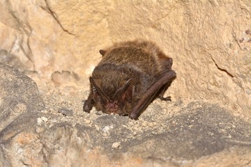 The barbastelle bat (Barbastella barbastellus), western barbastelle hibernation