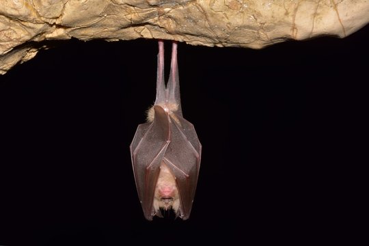 Lesser Horseshoe Bat (Rhinolophus hipposideros)