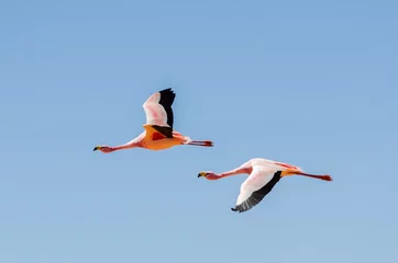 Fototapeten Zwei fliegende Flamingo © Helen Filatova