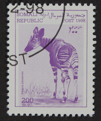 SOMALIA - CIRCA 1998: A stamp printed in somalia shows okapia johnstoni , circa 1998.