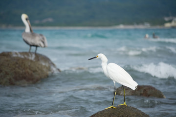 Una garza y un pelícano en las piedras.