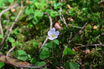 Wald und seine Stimmung