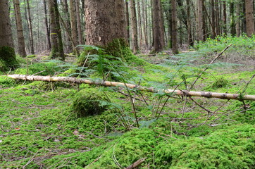 Wald und seine Stimmung