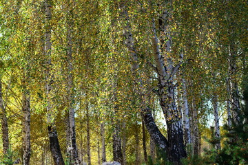 birch forest