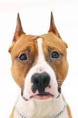 The portrait of a surprised American Staffordshire Terrier dog