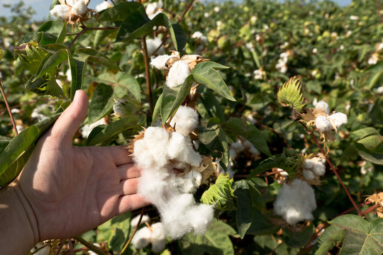 The mature cotton crop
