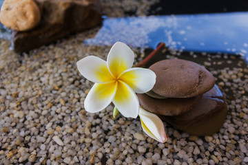 Fototapeta na wymiar plumeria or frangipani decorated on water and pebble rock in zen