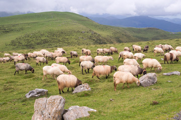 Obraz premium grazing land in pyrenees with sheep