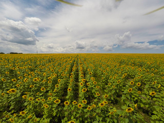 Spring and field of sunflowers. Agriculture concept.