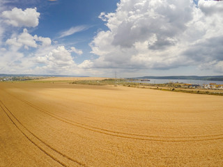 Wheat field, aerial view