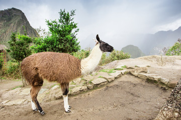 lamas in Andes,Mountains, Peru