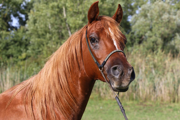 Fototapeta premium Portrait of a beautiful arabian horse head on natural background