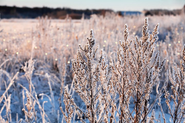 winter frozen grass