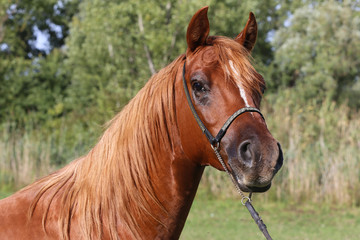 Obraz premium Head shot of a chestnutl arabian stallion at farm