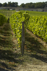Fototapeta na wymiar Vineyards of Sauternes Chateau Yquem