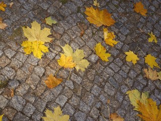 leaves of maple tree on pavement