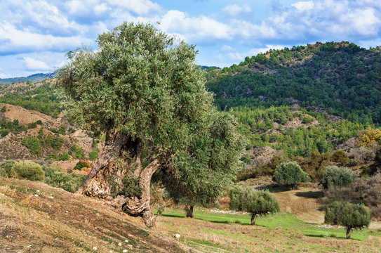 The old olive tree on field. Cyprus