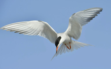  Adult common tern in flight on the blue sky background. Blue Sky background



