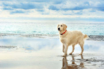 young white golden retriever stand on the seafront - obrazy, fototapety, plakaty