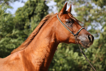 Side view head shot of a beautiful purebred chestnut stallion