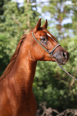 Close-up beautiful arabian horse head on natural background