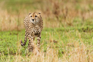 Gepard