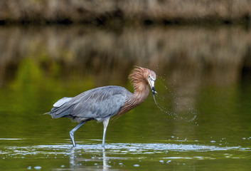 Obraz premium Little Blue Heron (Egretta caerulea) fishing, goes on water on green natural background, Cuba 