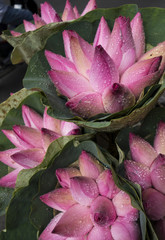Closeup of lotus flowers in Vietnam covered in morning dew