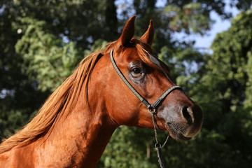 Obraz premium Widok z boku portret pięknego konia arabskiego w zagrodzie letniej