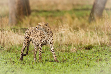 Gepard