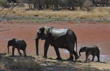 femelle éléphant et éléphanteaux au bord de l'eau marais de couleur rouge dû aux algues South...