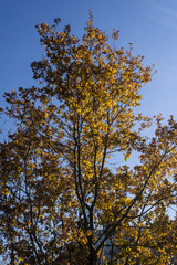 Colorful autumn leaves of the trees