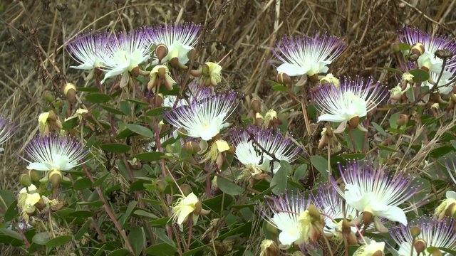 Flowering plants capers, Therasia, Greece.
