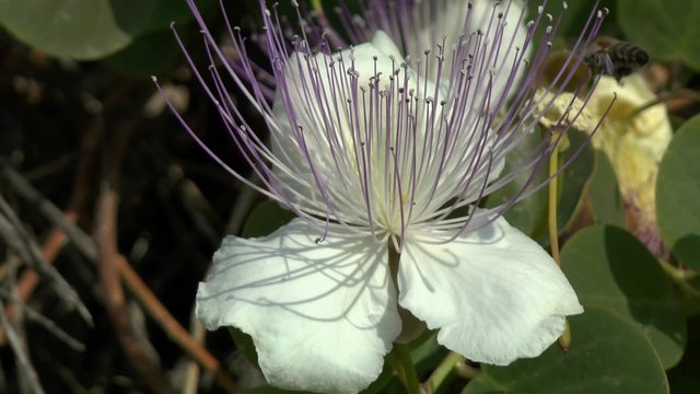 The bee flies around the flower capers, Therasia, Greece.
