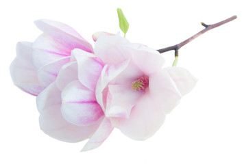 Naklejka na ściany i meble Blossoming pink magnolia Flowers