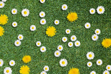 white daisies and yellow dandelions