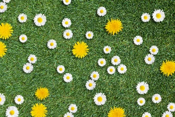 Cercles muraux Marguerites white daisies and yellow dandelions