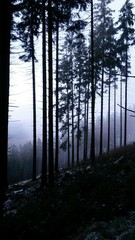 Nebel im Wald