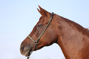 Purebreed arabian stallion head with halter against blue sky