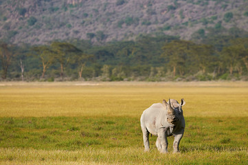 Black rhino in the African Bush