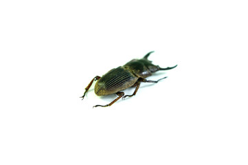 Aegus frontalis, Sulawesi Indonesien