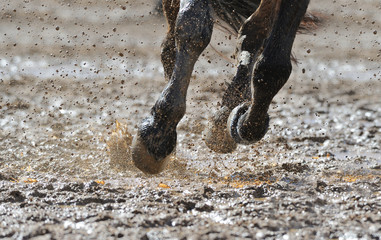Horse's legs in the water
