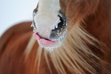 Naklejka premium Funny licking horse